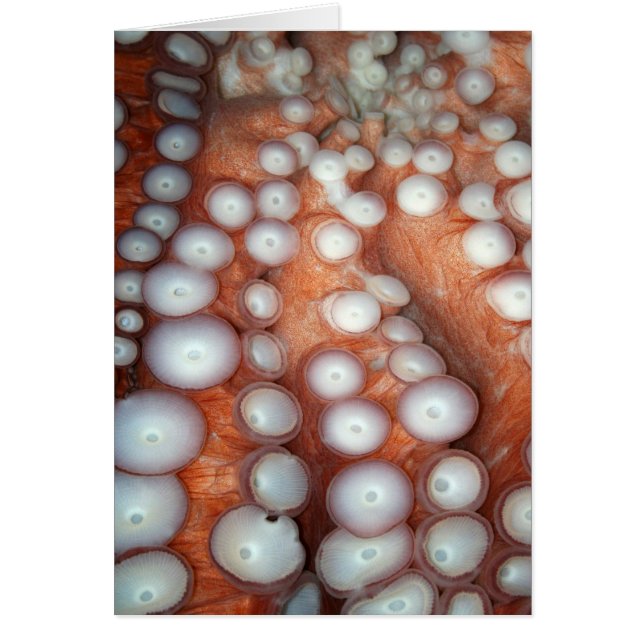 Tomber près de la pieuvre (Devant)