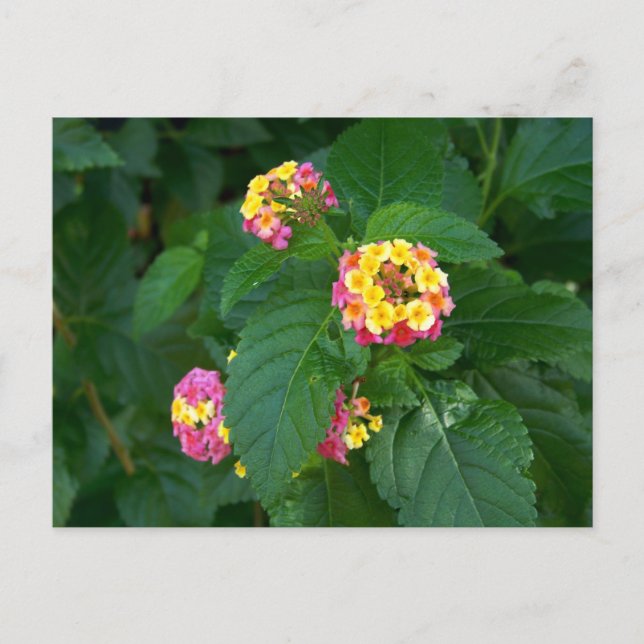Tomorrow's Happiness (flowers) Postcard (Front)