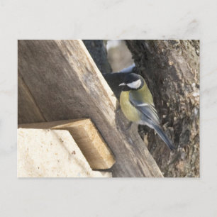 tomtit_1 postcard