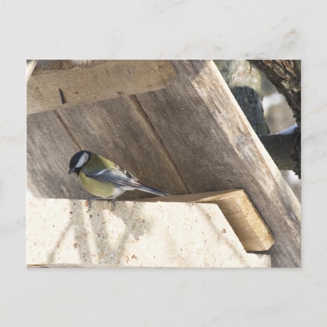 tomtit_3 postcard (Front)