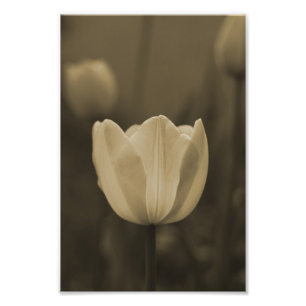 Ton simple de sépia d'impression de photographie