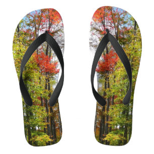Tongs Automnes Arbres et Ciel bleu Automne Photographie 