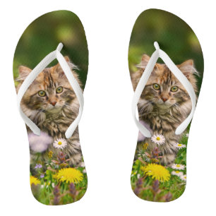 Tongs Cuisine Maine Cat de chaton au chat de chaton dans