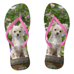 Tongs Cute crème aux cheveux longs Chihuahua Chiang Pupp