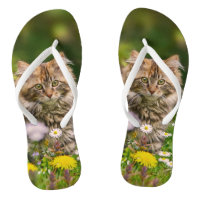 Cute Maine Coon Kitten Chat dans la prairie fleuri