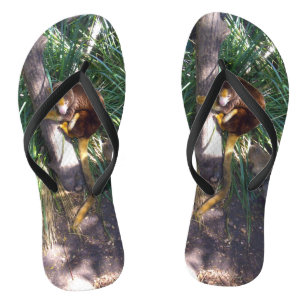 Tongs "Haut dans les arbres : Un arbre australien grimpe