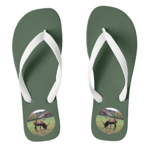 Tongs Hommes Antlers Elk Pâturage photo en vert de champ