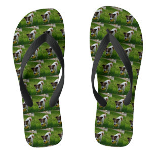 Tongs Jack Russel Jouer,