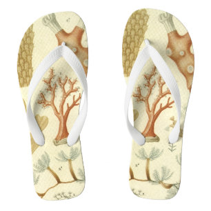 Tongs Manuel de sciences Biologie, Animaux de corail anc