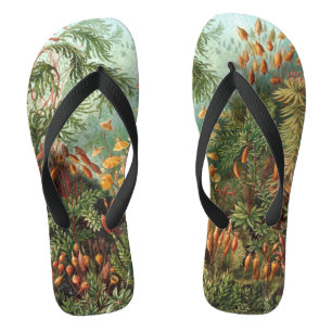 Tongs Muscinae vintage, plantes de mousse par Ernst Haec