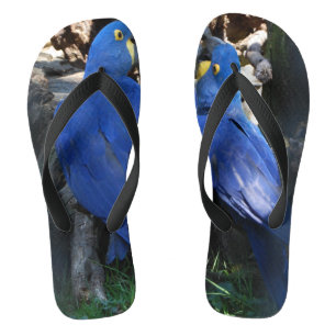 tongs _ perroquets _ baiser