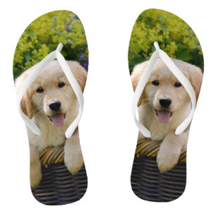 Tongs Portrait de charme de photo de chiot de chien de