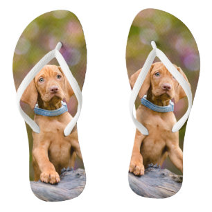 Tongs _-puppyeyed mignon de photo de chiot de chien de