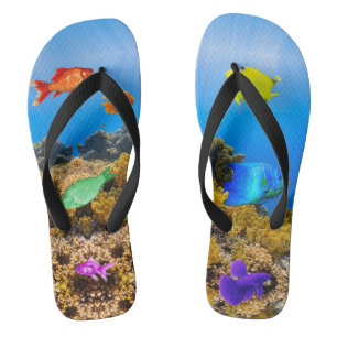 Tongs SlipperyJoe's Fish Pride tropicale vert bleu pourp