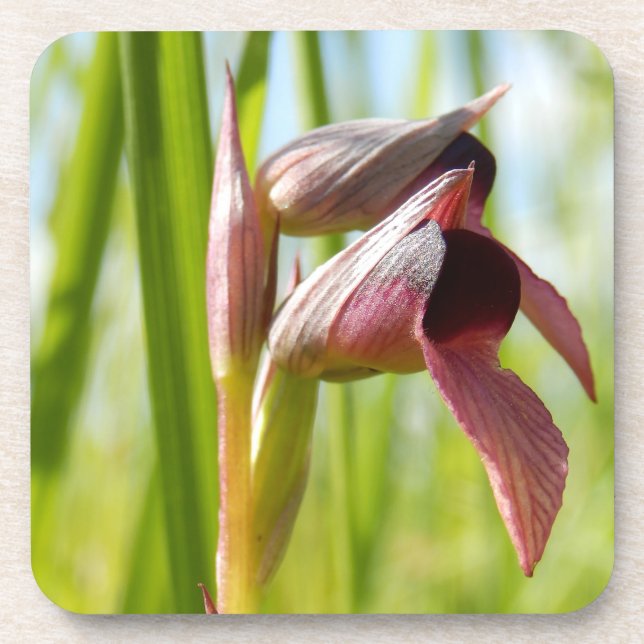 Tongue Orchid Hard Plastic Coasters (Front)