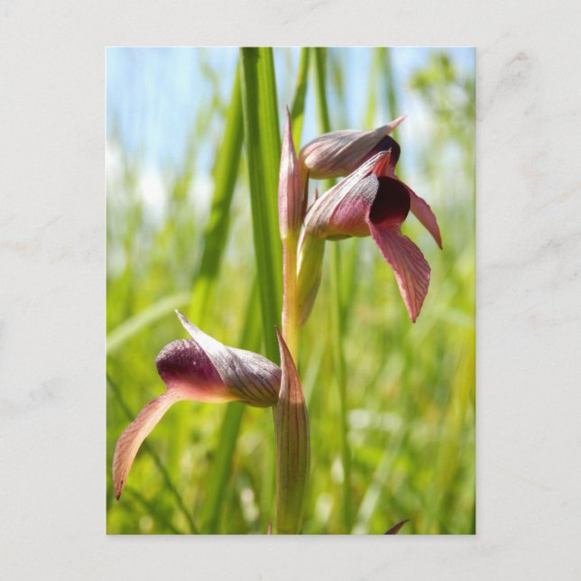 Tongue Orchid Postcard (Front)
