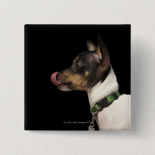 Tongue out of black and White Rat Terrier 2 Inch Square Button