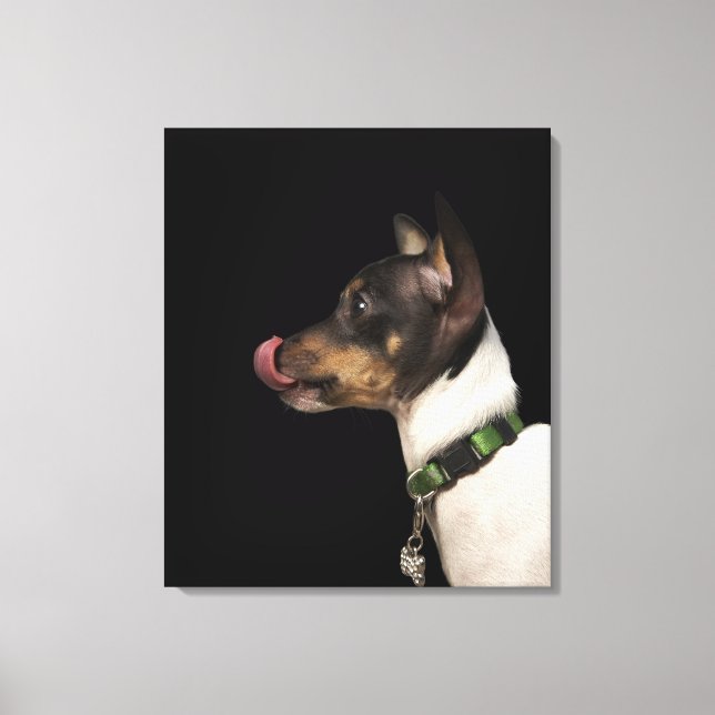 Tongue out of black and White Rat Terrier Canvas Print (Front)