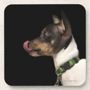 Tongue out of black and White Rat Terrier Coaster