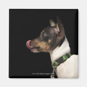 Tongue out of black and White Rat Terrier Magnet