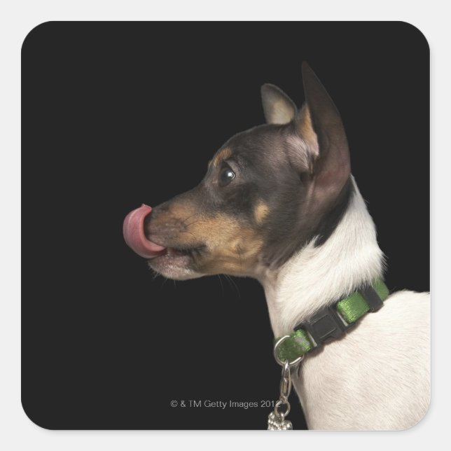 Tongue out of black and White Rat Terrier Square Sticker (Front)