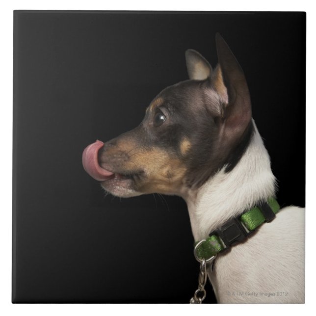 Tongue out of black and White Rat Terrier Tile (Front)