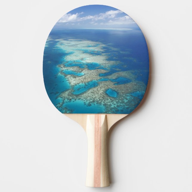 Tongue Reef, Great Barrier Reef Marine Park, Ping Pong Paddle (Front)