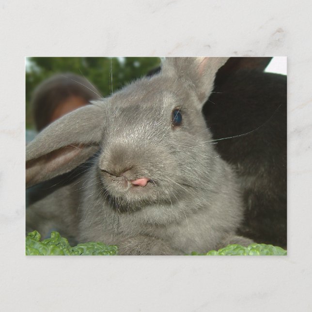Tongue Twister! | Postcard (Front)