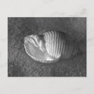 Tonna Tesselata Postcard