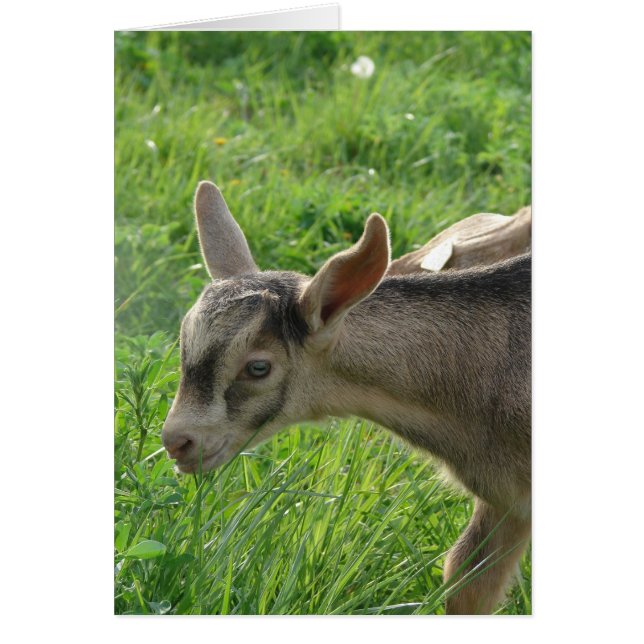 Tonnerre à deux semaines (Devant)