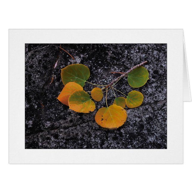 "Tons D'Automne" (Devant horizontal)