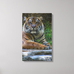 Tony Canvas Print