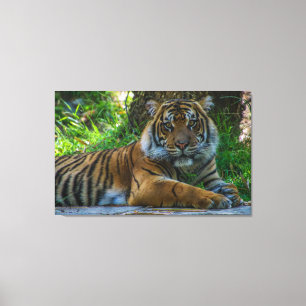 Tony Canvas Print