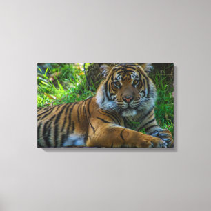 Tony Canvas Print