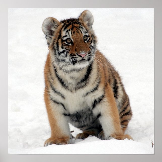 Tony Jr. Poster (Front)