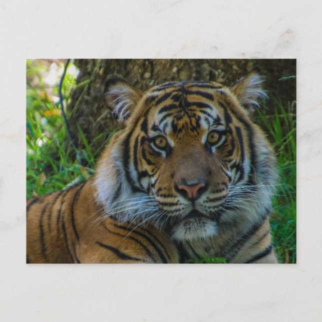 Tony Postcard (Front)