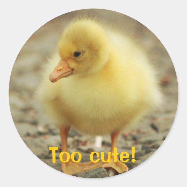 Too cute! classic round sticker (Front)
