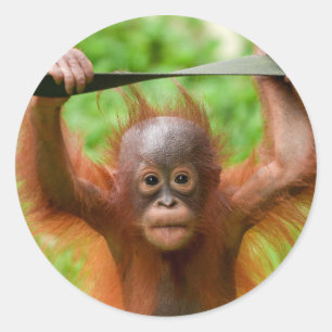 Too Cute to Handle – Little Orangutan Classic Round Sticker