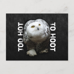 Too Hot To Hoot Postcard