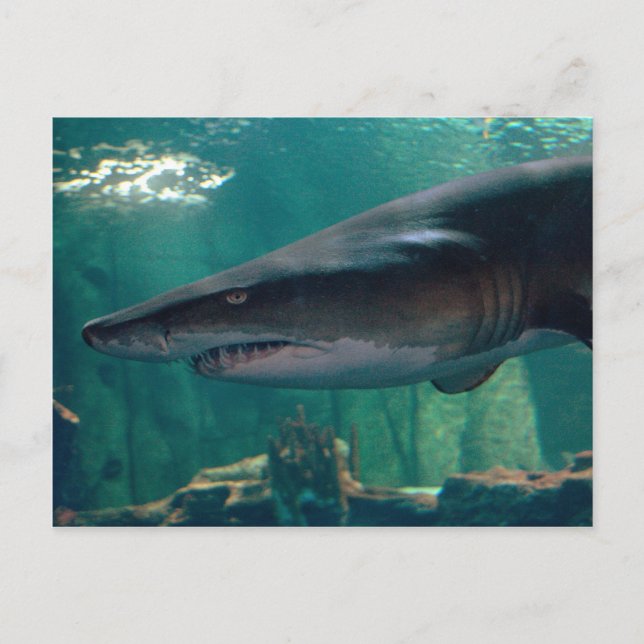 Toofy Li'l Grin Postcard (Front)