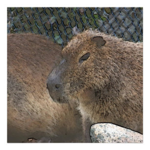 toony Capibarah Photo Print