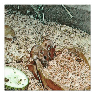 Toony dwarf mice photo print