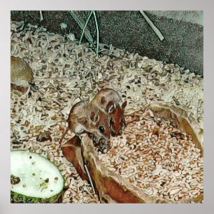 Toony dwarf mice poster