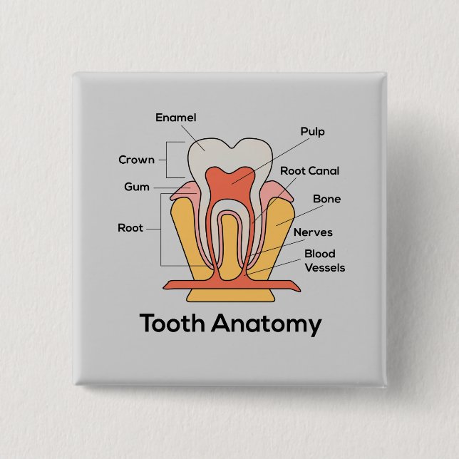 Tooth Anatomy Chart 2 Inch Square Button (Front)