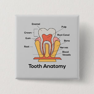 Tooth Anatomy Chart 2 Inch Square Button