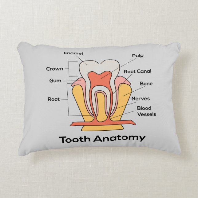 Tooth Anatomy Chart Accent Pillow (Front)