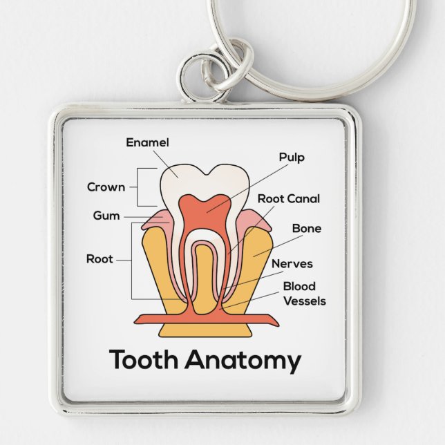 Tooth Anatomy Chart Keychain (Front)