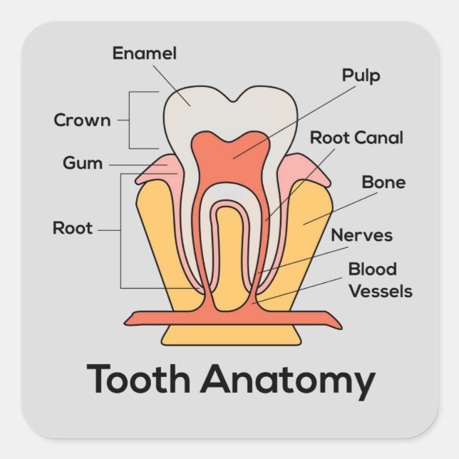 Tooth Anatomy Chart Square Sticker (Front)