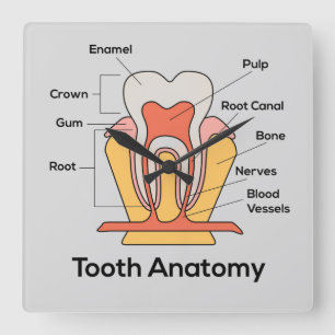 Tooth Anatomy clock
