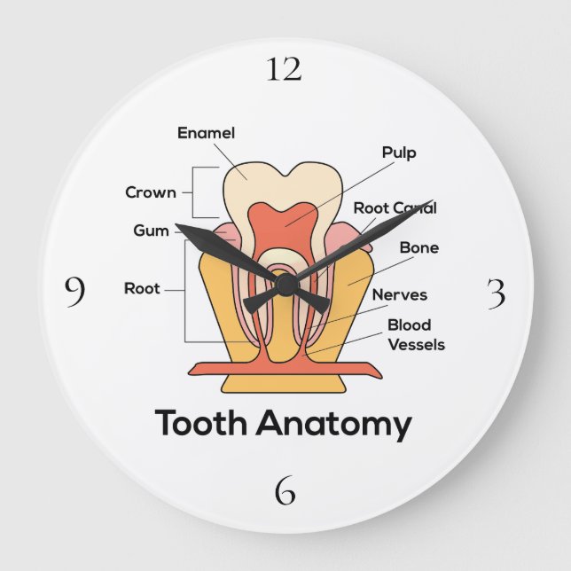 Tooth Anatomy Round Wall Clock (Front)